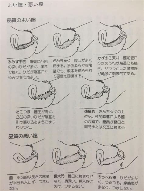 膣 数の子|女性の名器についてと改善治療の方法｜婦人科形成ブ 